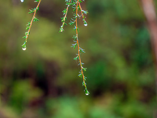 Wet Tea Tree