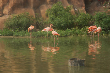 pink flamingos