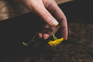 Fototapeta premium A matte image, a relaxed female brush hanging from a wooden board, a yellow flower hangs gently from the tip of the fingers.