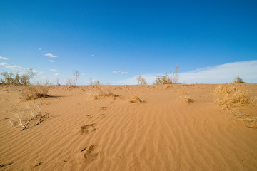 sand dunes in the desert