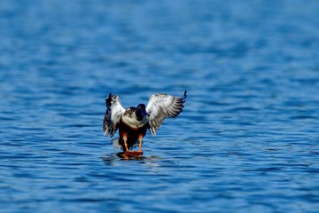 ハシビロガモ オスの着水シーン