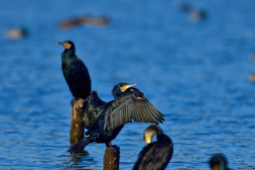 のんびりと日光浴するカワウ