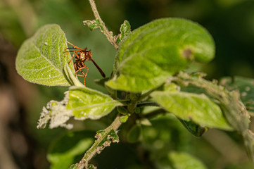 An anrgy red wasp