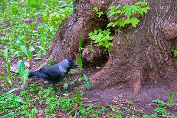 City jackdaw stepping foot on a piece of bread lying on the ground color