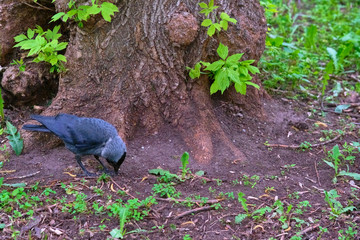 City jackdaw stepping foot on a piece of bread lying on the ground color