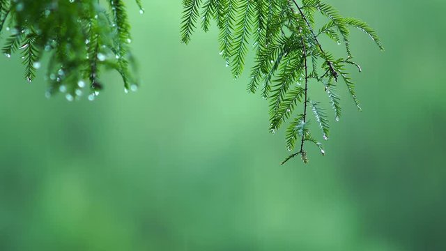 Green blurred background, pine branches in the rain