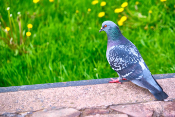 Pigeon Dove in the city streets Urban Birds. color
