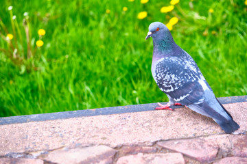 Pigeon Dove in the city streets Urban Birds. color