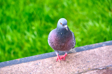 Pigeon Dove in the city streets Urban Birds. color