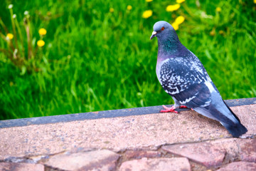 Pigeon Dove in the city streets Urban Birds. color