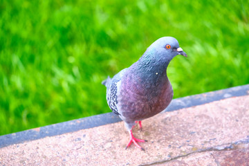 Pigeon Dove in the city streets Urban Birds. color