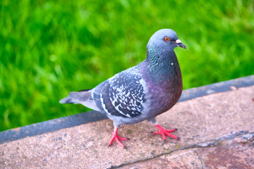 Pigeon Dove in the city streets Urban Birds. color