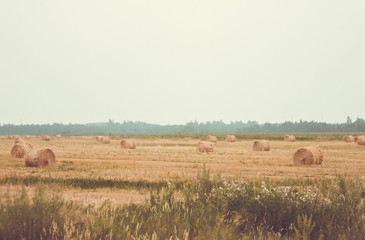 Summer, farm, haymaking.