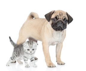 Pug puppy and scottish kitten stand together and look at camera. isolated on white background