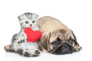 Funny kitten hugs red heart and lies with tired and sleepy pug puppy. Valentines day concept. Isolated on white background