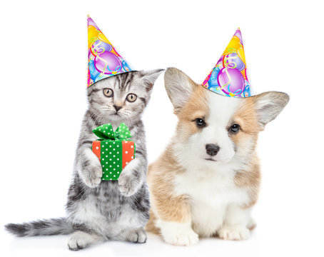 Kitten and corgi puppy wearing party's hats sit and look at camera  together. Cat holds gift box. isolated on white background