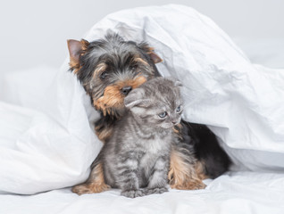 Yorkshire terrier puppy embraces a scottish kitten under warm blanket at home