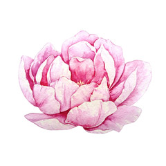 watercolor separate pink blooming peony
