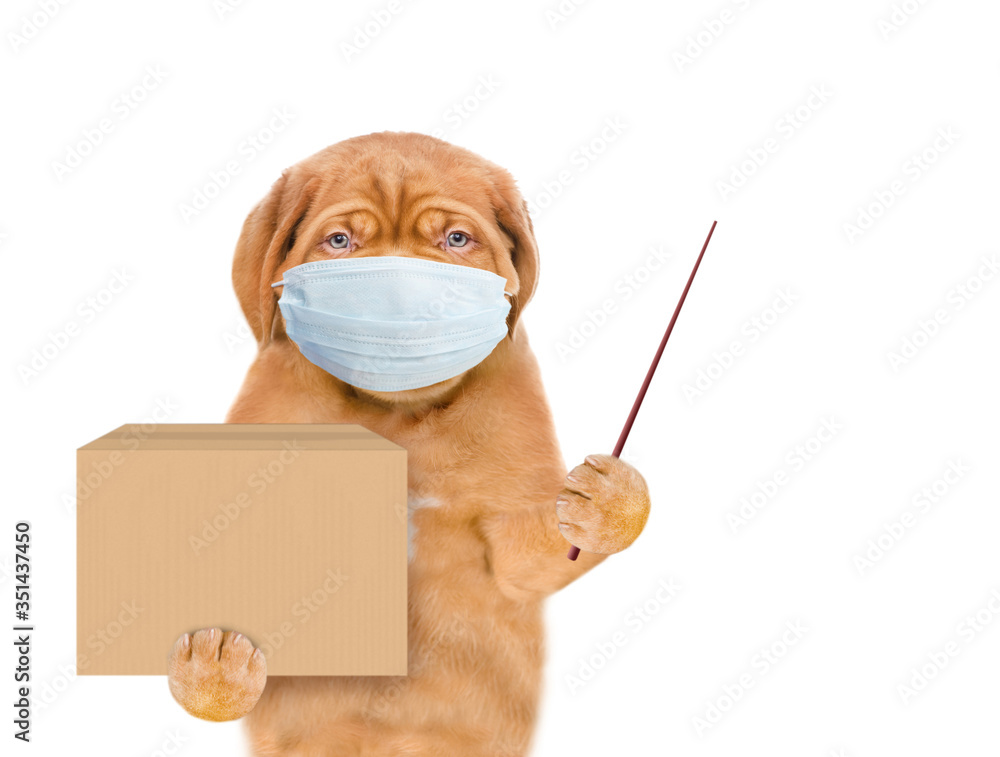Poster puppy wearing medical protective mask holds big box and points away on empty space. delivery during 