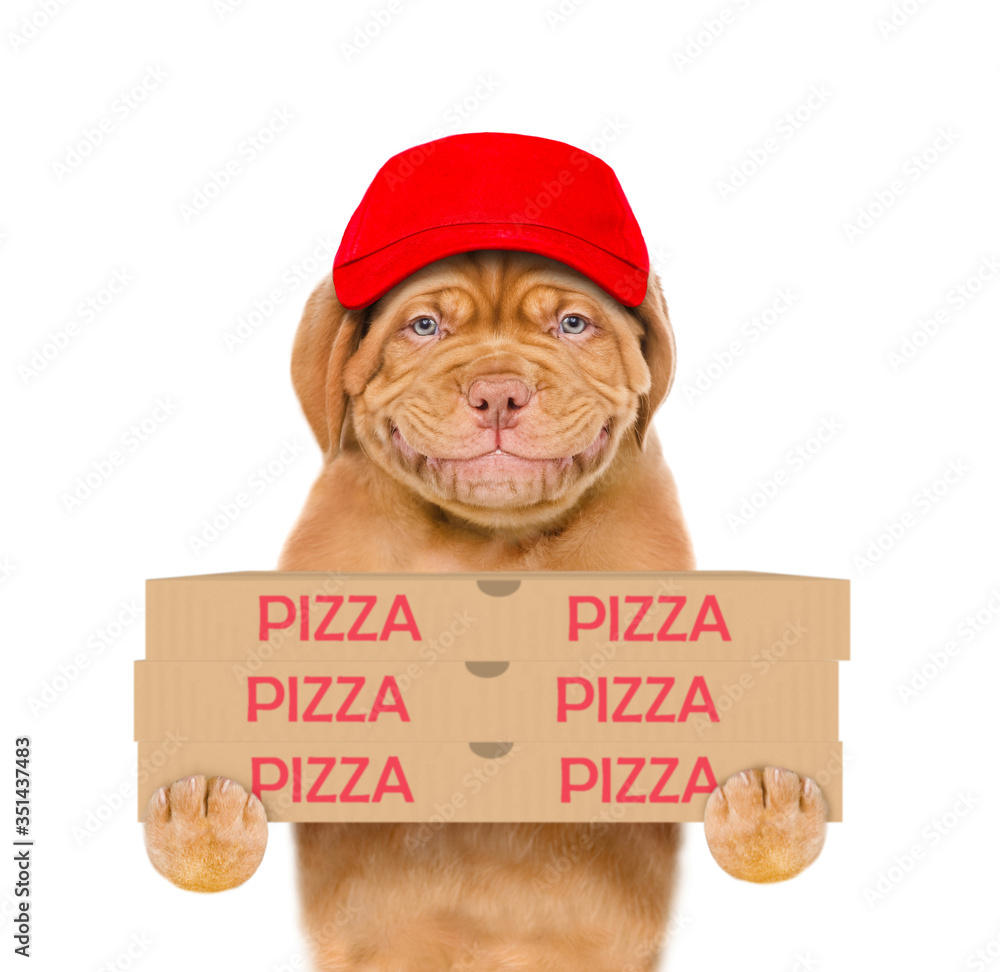 Poster smiling pizza delivery dog wearing red cap holds pizza boxes. isolated on white background