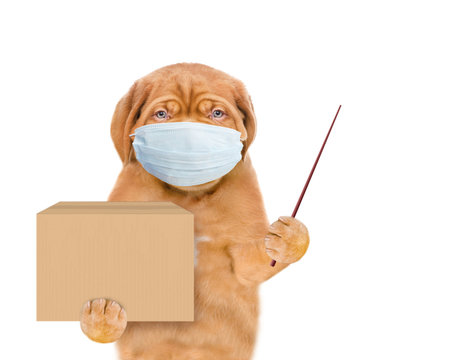 Puppy wearing medical protective mask holds big box and points away on empty space. Delivery during coronavirus concept. isolated on white background