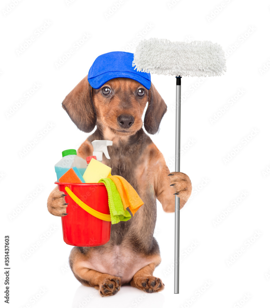 Poster Cleaning concept. Dachshund puppy wearing blue cap holds bucket with washing fluids and mop in it paw. isolated on white background