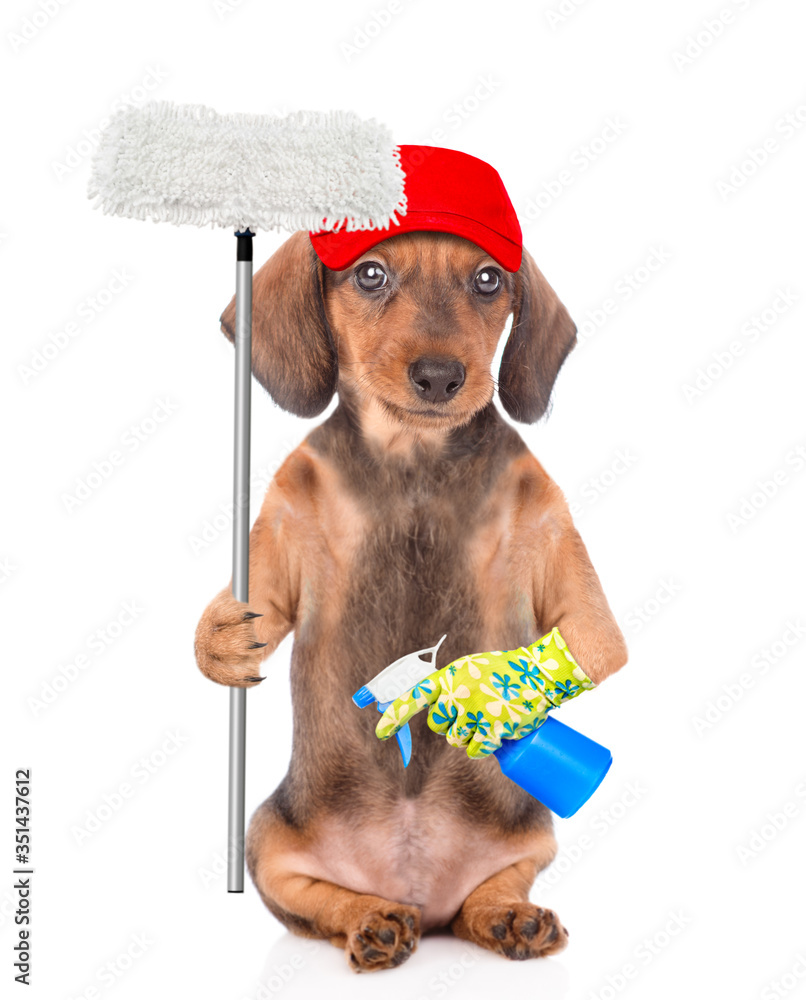 Poster Cleaning concept. Dachshund puppy wearing red cap holds spray and mop in it paw. isolated on white background
