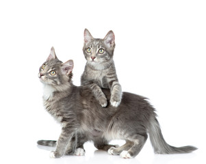 Two cats look up together. isolated on white background