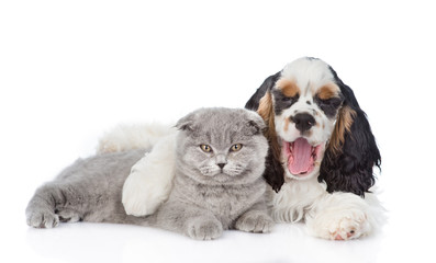 Fototapeta premium Yawning Cocker Spaniel puppy hugs young kitten. isolated on white background