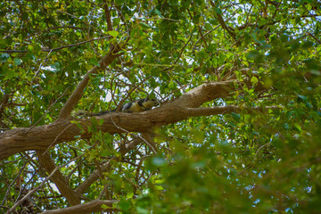 squirrel on the tree