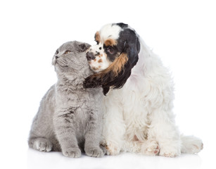 Cocker Spaniel puppy kisses young kitten. isolated on white background