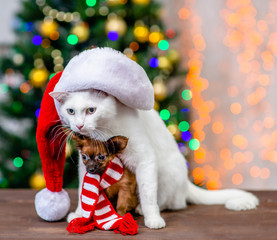 Fototapeta na wymiar Adult angora cat wearing a red santa hat sits with tiny toy terrier puppy wearing a warm scarf with Christmas tree on background
