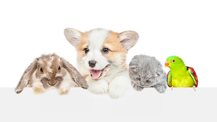 Different pets look together over empty white banner. isolated on white background