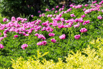 Obraz premium Peony flowers in the park
