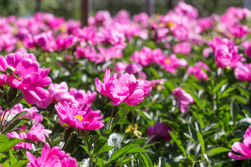 Fototapeta na wymiar Peony flowers in the park