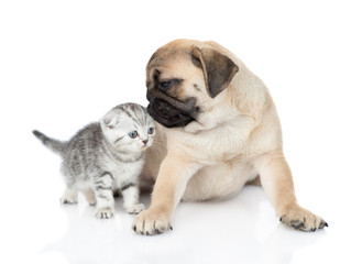 Obraz premium Pug puppy sniffs newborn scottish kitten. isolated on white background