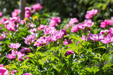 Fototapeta premium Peony flowers in the park