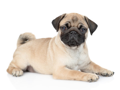 Portrait of a pug puppy. isolated on white background