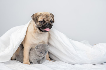 Pug puppy hugs baby kitten under a warm blanket on a bed at home. Empty space for text