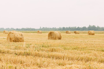 Haymaking, high summer.