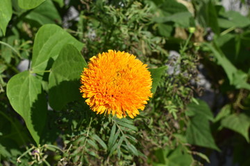 A Big tagetes flower Which found in nepal . and called 