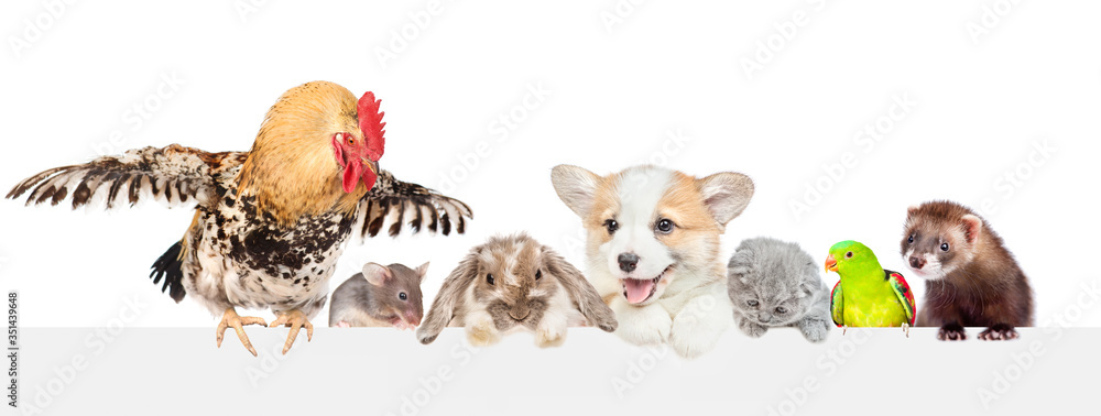 Poster big froup of different pets looks together over empty white banner. isolated on white background