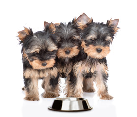 Fototapeta na wymiar Yorkshire Terrier puppies stand together with empty bowl. isolated on white background