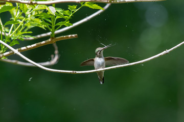 An Anna's hummingbird shaking it’s head side to side with its tongue sticking out.   Vancouver BC Canada
