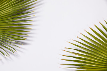 Obraz premium Close up of palm leaves background