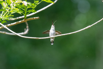 An Anna's hummingbird looking upwards with its tongue sticking out. Vancouver BC Canada 
