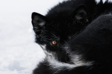 Obraz premium Sled dog resting in the cold snow