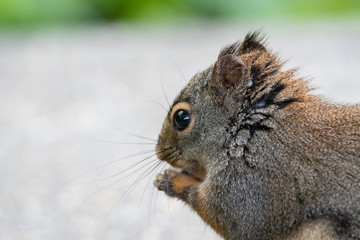 A closeup of a Douglas squirrel's face.   Vancouver BC Canada
