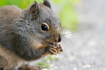 A closeup of a Douglas squirrel's face.   Vancouver BC Canada
