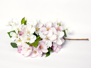 Appletree blossom isolated on white. Apple flowers. Spring apple flowers. Bloom garden flower